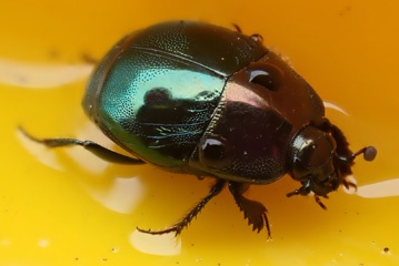 Beetle